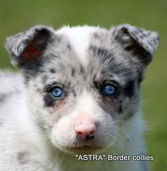 Blue merle Male , smooth to medium coat, border collie puppy